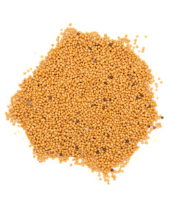 Best Yellow Mustard Seeds